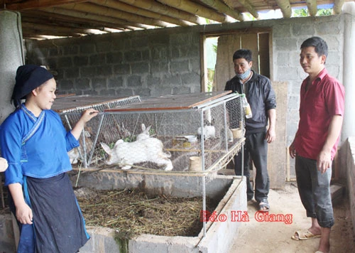 Mô hình nuôi thỏ của Bí thư Chi bộ thôn Đông Rìu, Lù Seo Trường.