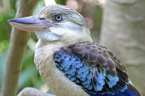 1001 thắc mắc: Loài chim nào hót như tiếng người cười?