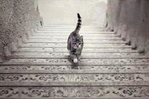 Trắc nghiệm: Con mèo trong hình đang đi lên hay xuống?