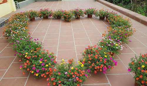 CLIP: Hướng dẫn tạo dáng hoa mười giờ hình quả cầu cực đẹp