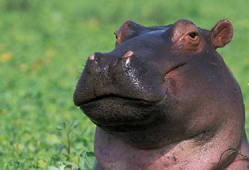 1001 thắc mắc: Hà Mã có thể tự  chế được kem chống nắng?