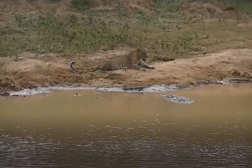 CLIP: Bị cá sấu đớp hụt, báo hoa mai liền quay lại thách thức kẻ thù