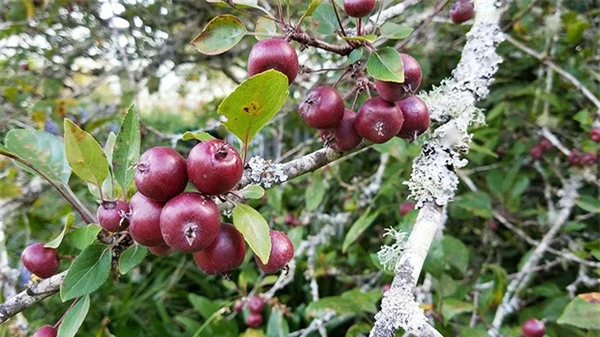 Cuộc đời bình yên bên vườn hoa trái đẹp như thiên đường của bà lão 83 tuổi - 10