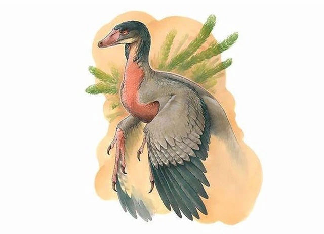 Tìm thấy hóa thạch của loài kết nối giữa khủng long và chim - 4