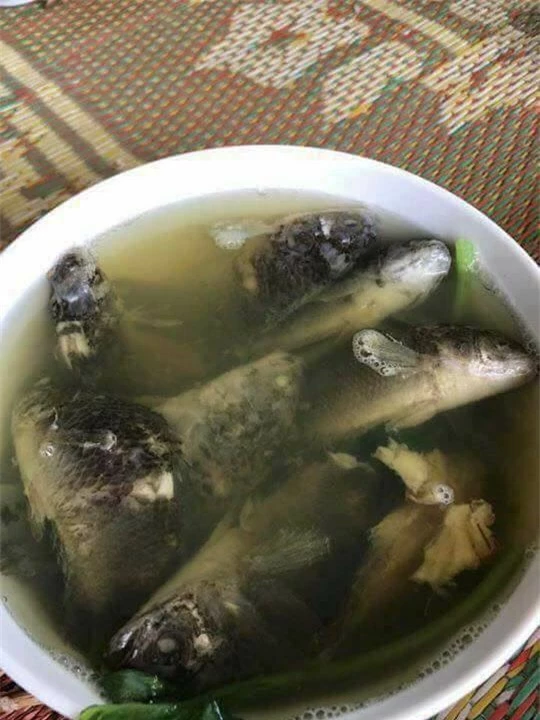 canh-ca-ro-dong-nguyen-co