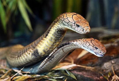 1001 thắc mắc: Loài rắn sát thủ nào biết rung chuông?