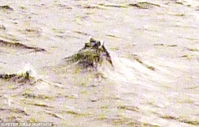Thực hư ảnh đầu quái vật hồ Loch Ness nhô lên khỏi mặt nước.