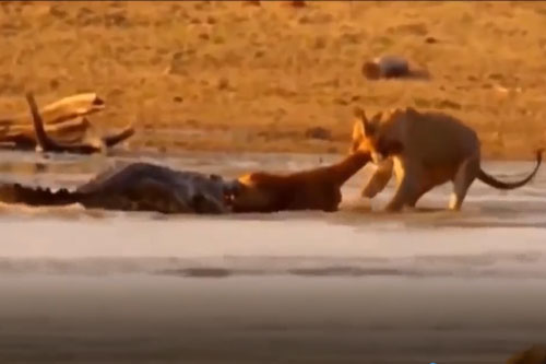 CLIP: Sư tử bất lực nhìn cá sấu cướp mồi