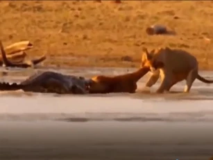 CLIP: Sư tử bất lực nhìn cá sấu cướp mồi