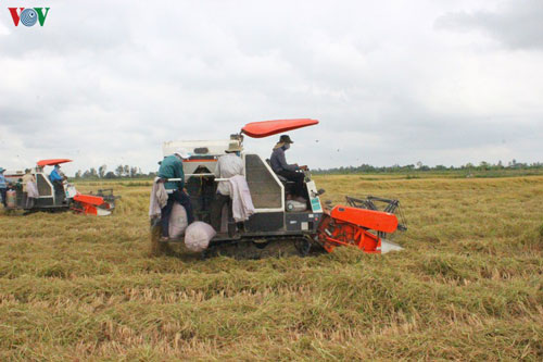 Thị trường xuất khẩu gạo ổn định, kích thích người dân và doanh nghiệp