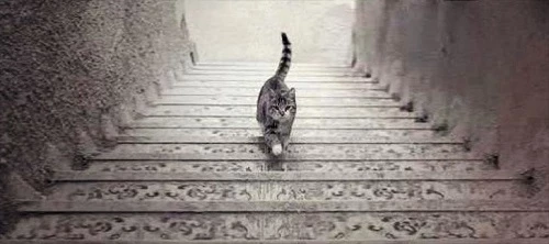 Theo bạn con mèo đang đi lên hay đi xuống?