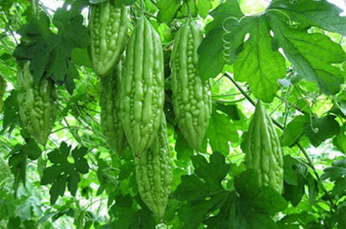 Một số loại thực phẩm giúp giảm cân an toàn và hiệu quả