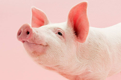 Top 3 con giáp dễ trở thành nữ vương, kiếm tiền cực giỏi, nhà lầu xe hơi chờ sẵn trong tháng 5 Âm lịch