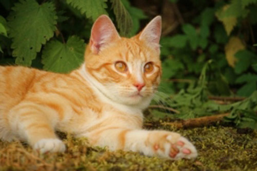 6 dấu hiệu dự báo Thần Tài sắp 'gõ cửa' nhà bạn