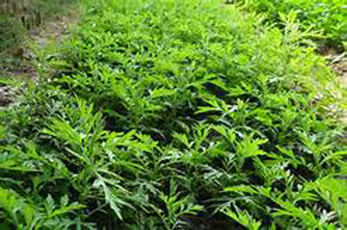 Nếu đang gặp phải những vấn đề này bạn nên trồng vài khóm rau ngải cứu ngay kẻo muộn