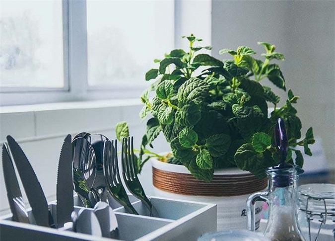 “Xanh hóa” ngôi nhà bằng những loại cây chữa bệnh dễ trồng