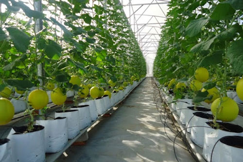 Thanh Hoá: Nông dân thu hàng trăm triệu nhờ trồng rau quả hữu cơ