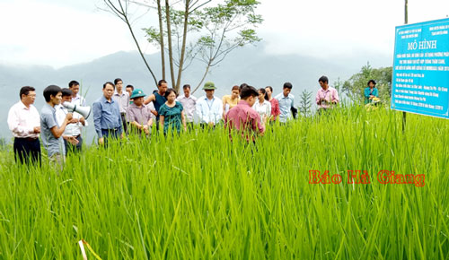 Hà Giang: Chuyển đổi cơ cấu cây trồng, phát triển chăn nuôi, mang lại hiệu quả kinh tế ở Hoàng Su Phì