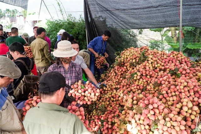 Vải thiều Thanh Hà đã sẵn sàng chinh phục thị trường kỹ tính hàng đầu thế giới - Ảnh 1.