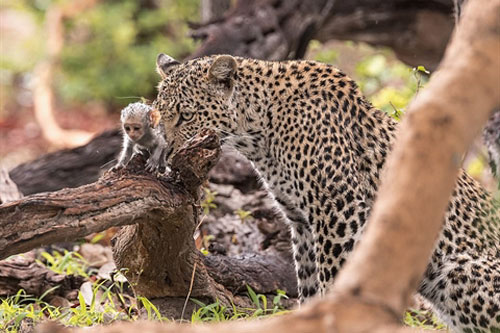 Báo đốm bắt khỉ con làm "con tin"