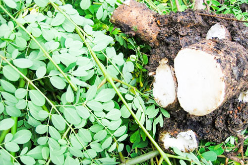 Những bài thuốc hay từ cây chùm ngây