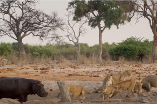 CLIP: Hà mã tấn công đàn sư tử để giành lãnh thổ