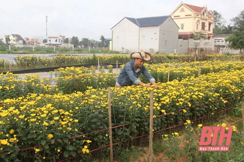 Anh Nguyễn Văn Nam chăm sóc hoa tại mô hình nông nghiệp của mình ở xã Nga Thạch (Nga Sơn).