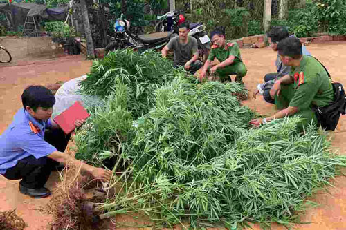 Đắk Lắk: Trồng cần sa trái phép trên rẫy vắng, cặp anh em song sinh bị xử lý