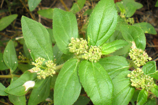 Công dụng ít biết của cỏ sữa trong điều trị mụn nhọt lở ngứa, tiêu chảy