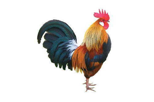 Vận may ập tới, 3 con giáp này dễ được ‘Thần Tài ban thưởng’, đếm tiền mỏi tay trong 5 ngày tới