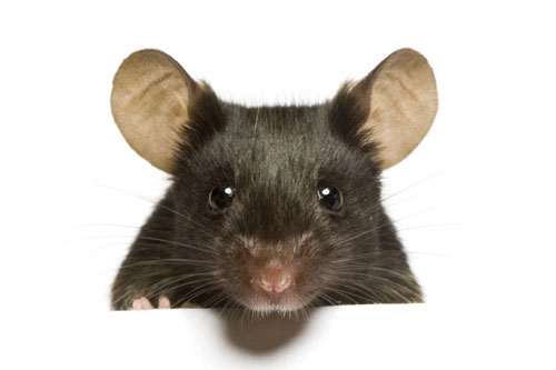 Top 4 con giáp khéo ăn, khéo nói, dễ hưởng lợi trong nửa cuối năm 2020