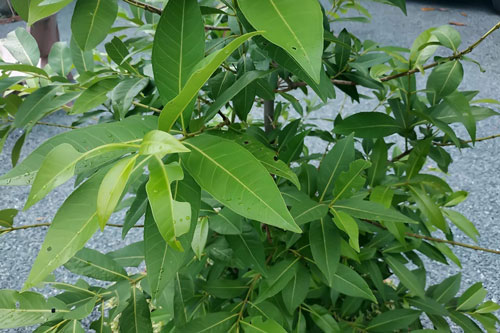 Tác dụng của nước lá vối đối với sức khỏe