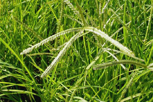 Cỏ mần trầu: Đặc điểm, tác dụng và cách sử dụng