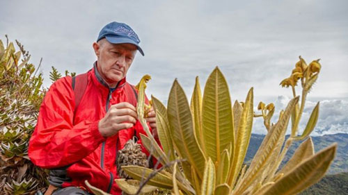 Phát hiện loài cây mới thuộc họ Cúc có khả năng giữ nước