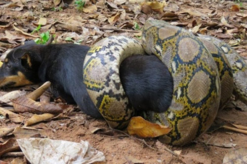 Mò vào làng bắt chó, trăn khổng lồ Anaconda 'ăn no đòn'
