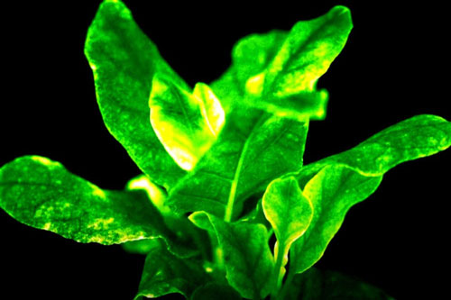 Biến đổi gen tạo ra cây cỏ phát sáng không bao giờ tắt