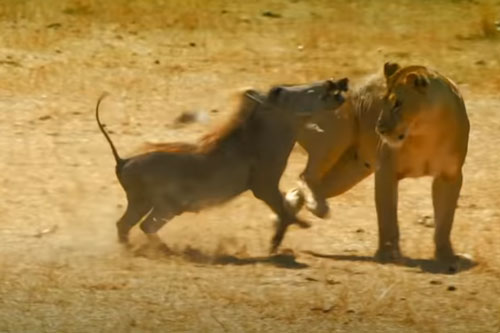 CLIP: Sư tử tấn công lợn bướu và cái kết bất ngờ