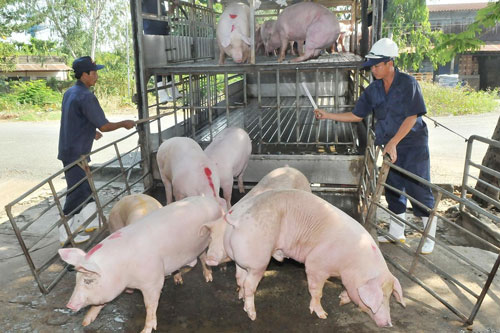 Thịt lợn hơi tiếp đà giảm giá