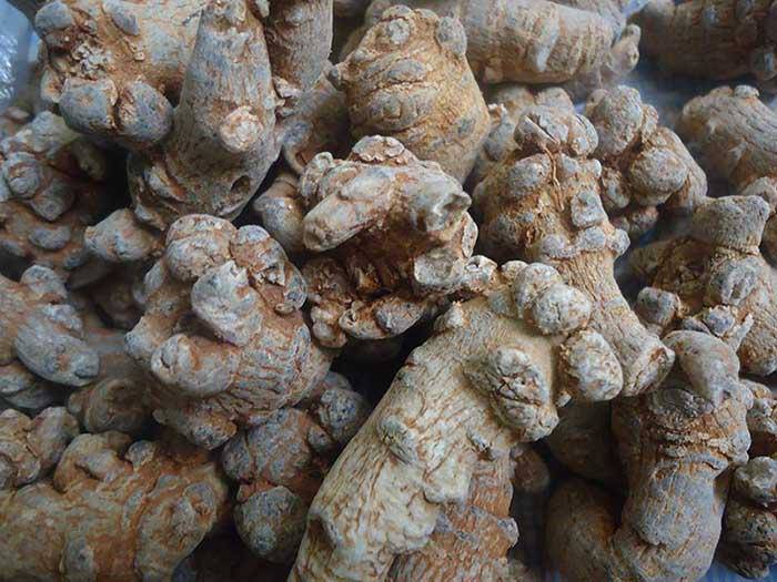 10 tác dụng của củ tam thất hữu hiệu trong phòng và chữa bệnh