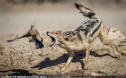 Ảnh: Chó rừng vụng về săn gà gô cát - 5