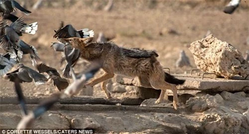 Ảnh: Chó rừng vụng về săn gà gô cát - 8
