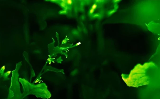 Biến đổi gen tạo ra cây cỏ phát sáng không bao giờ tắt - 5