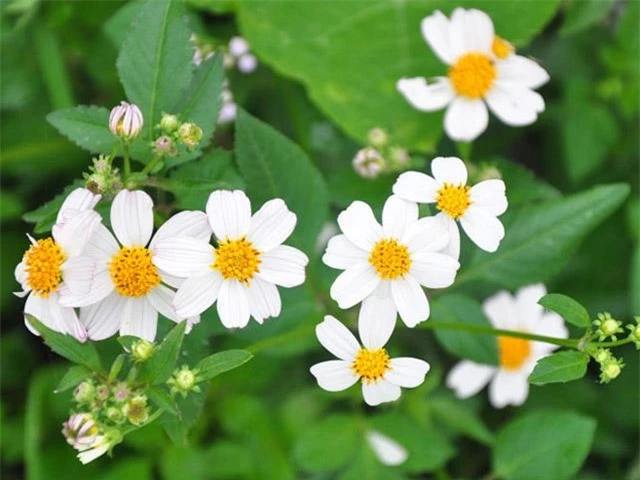 Hoa xuyến chi: ý nghĩa và tác dụng chữa bệnh của hoa cỏ hôi - 1