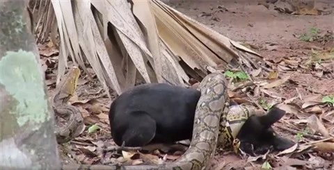 Mo vao lang bat cho, tran khong lo Anaconda nhan ket dang