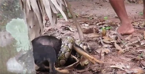 Mo vao lang bat cho, tran khong lo Anaconda nhan ket dang