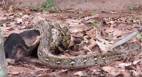 Mo vao lang bat cho, tran khong lo Anaconda nhan ket dang