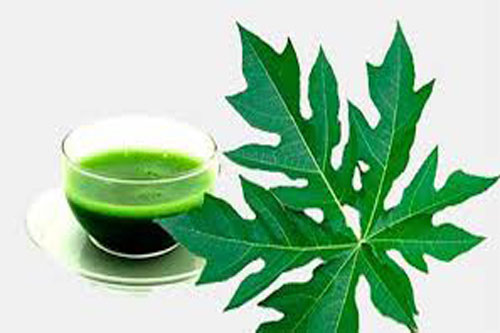 Lợi ích không ngờ từ lá đu đủ có thể bạn chưa biết