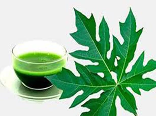 Lợi ích không ngờ từ lá đu đủ có thể bạn chưa biết