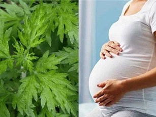 Lương y hướng dẫn mẹ bầu ăn rau ngải cứu đúng cách, an thai, con tăng cân mạnh