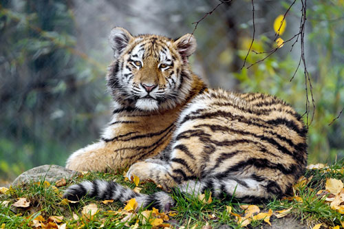 60 ngày tới, 3 con giáp này dễ được 'Thần Tài ghé thăm', giàu 'nứt đố đổ vách'